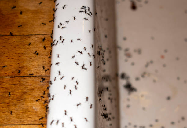 Best Best Pest Control Companies  in Center Line, MI